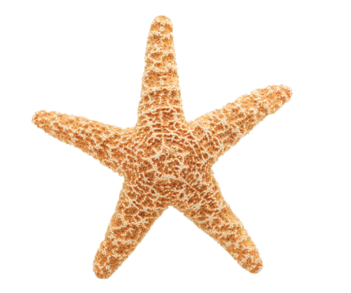 Starfish marine animal