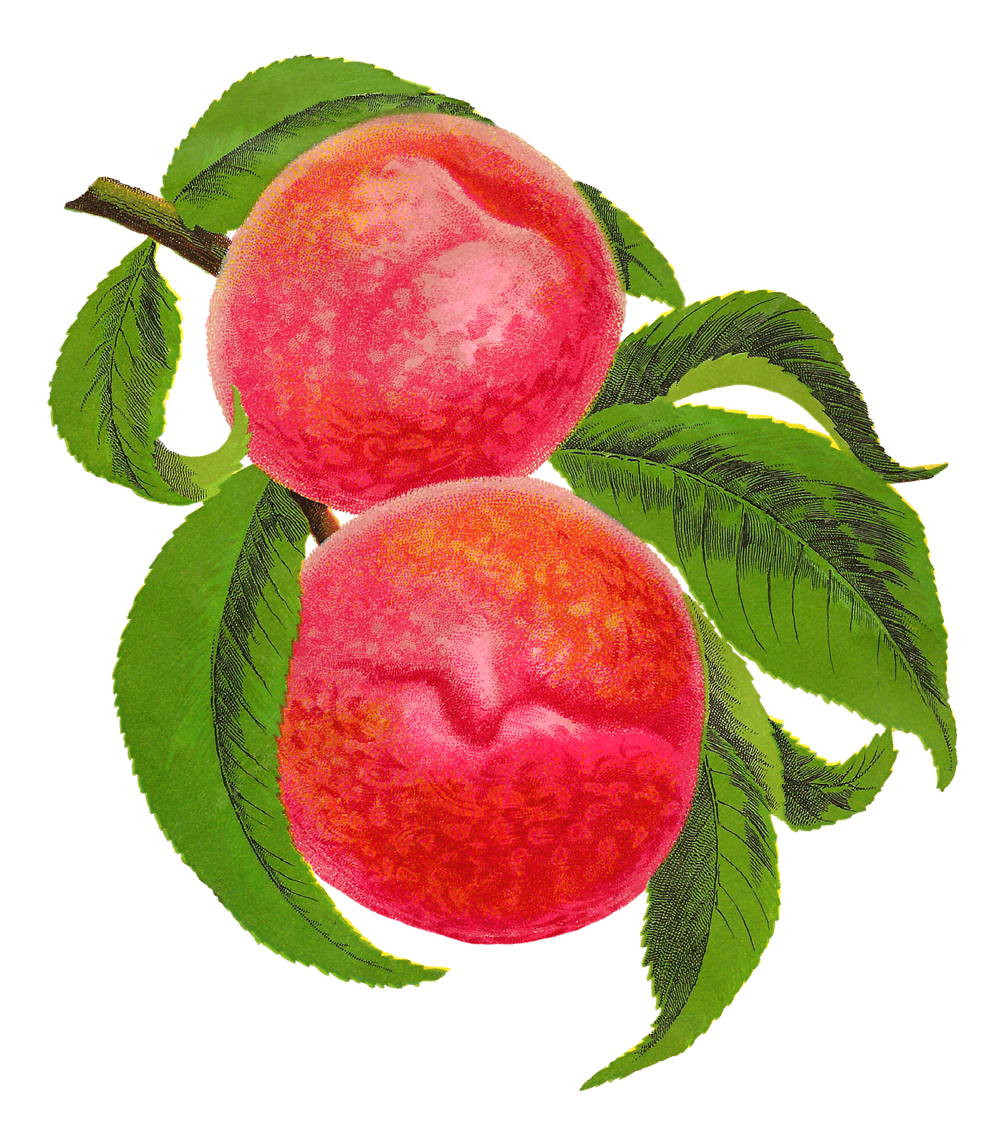 Antique images stock illustration. Peaches clipart ripe fruit