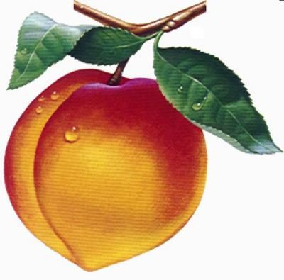 How to a peach. Peaches clipart draw