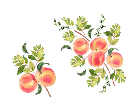 peaches clipart pink peach