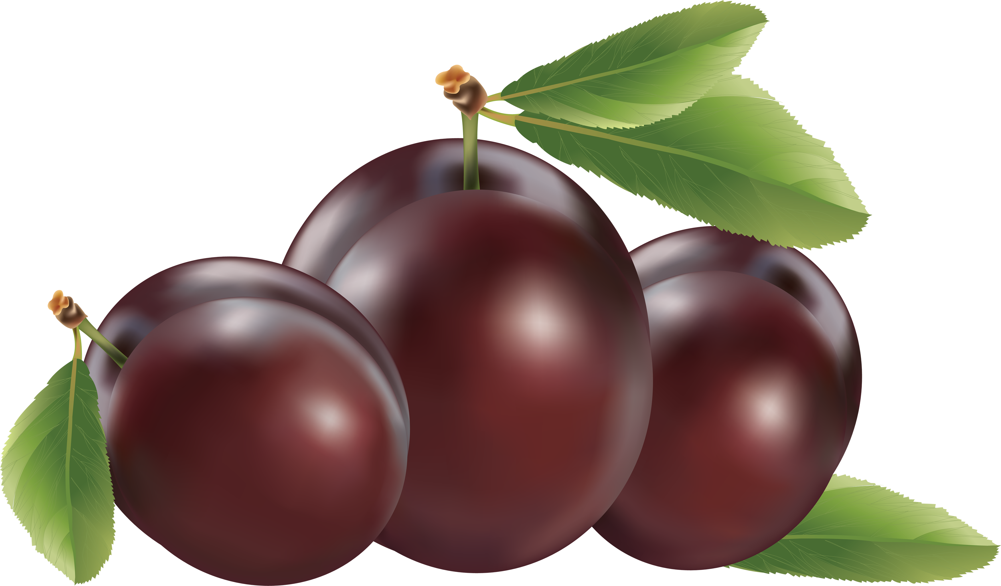 Png image purepng free. Plum clipart heart