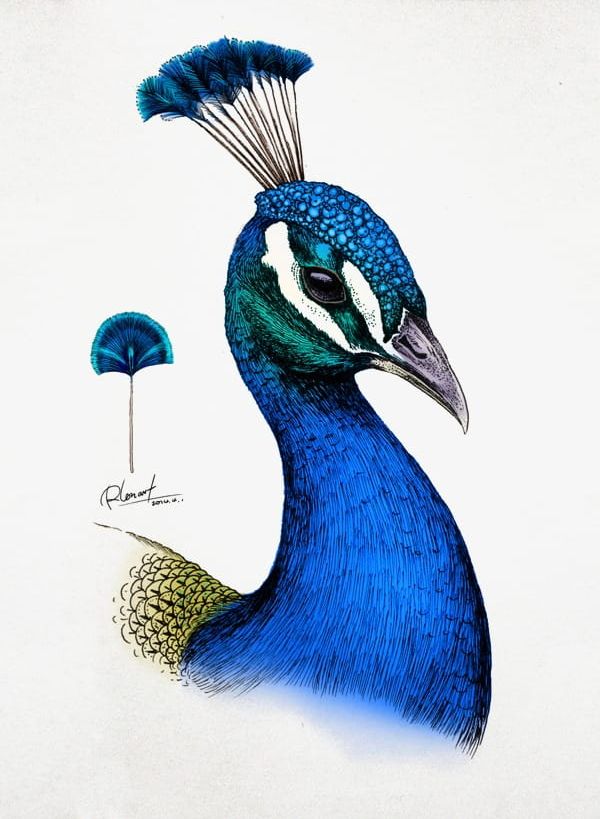Png animal beauty in. Peacock clipart beak
