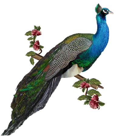 peacock clipart branch