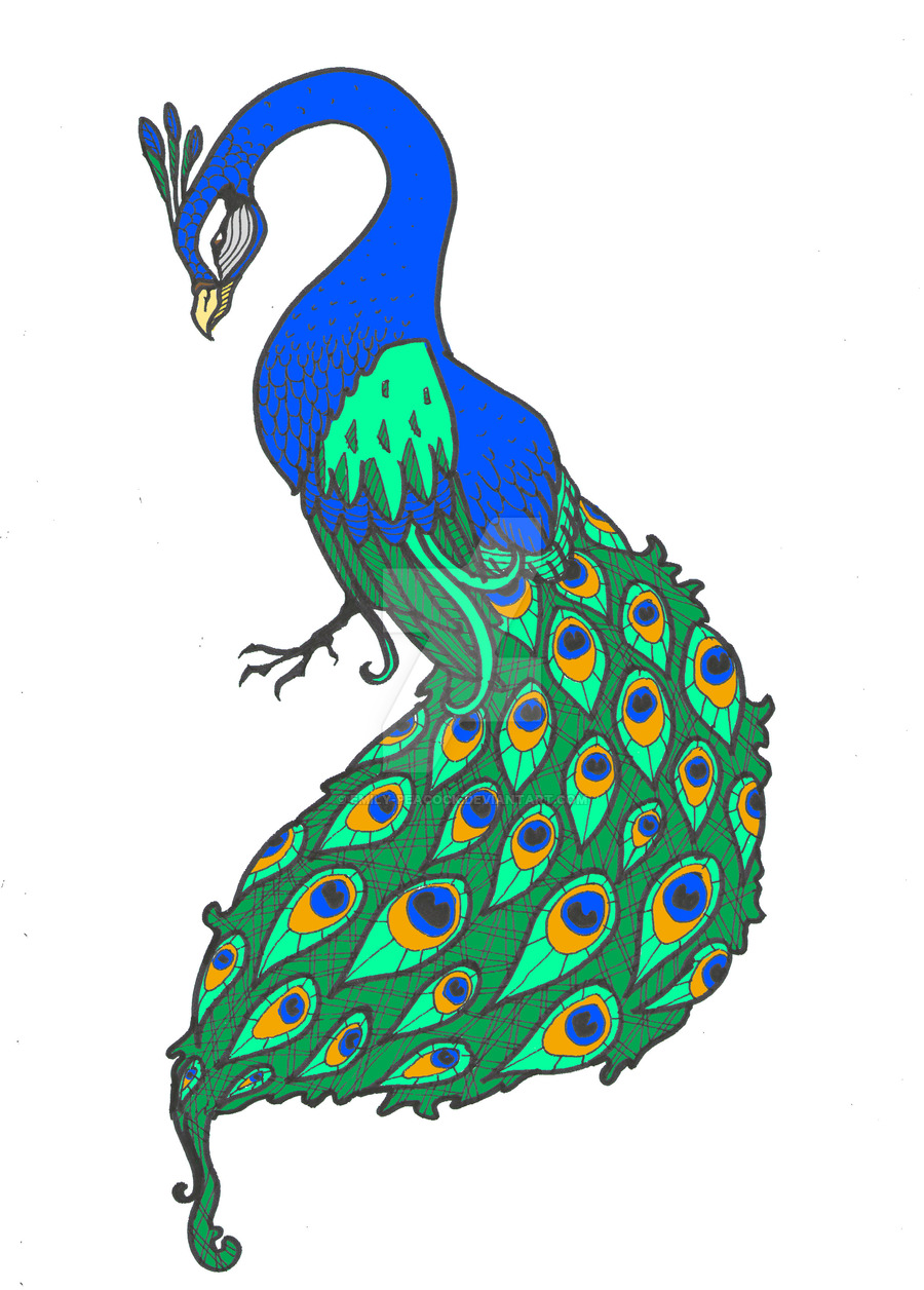 peacock clipart colourful peacock