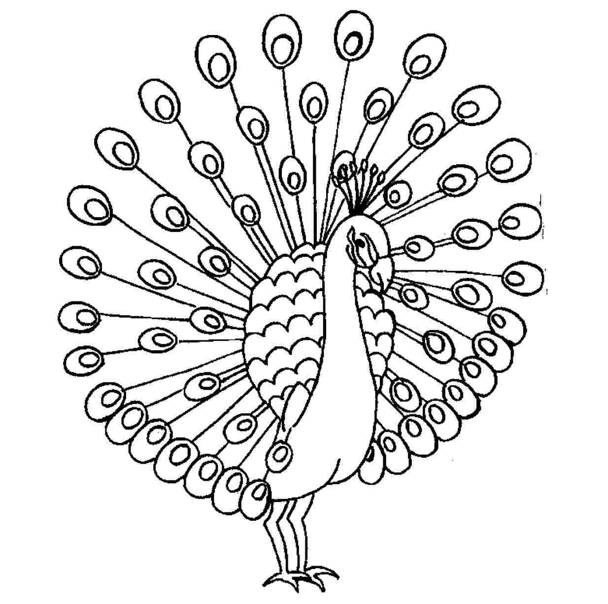 Peacock clipart easy. Drawing black and white