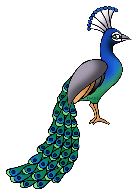 Free simple colorful drawing. Peacock clipart easy