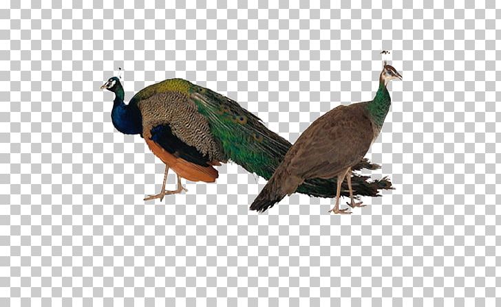 peacock clipart female peacock