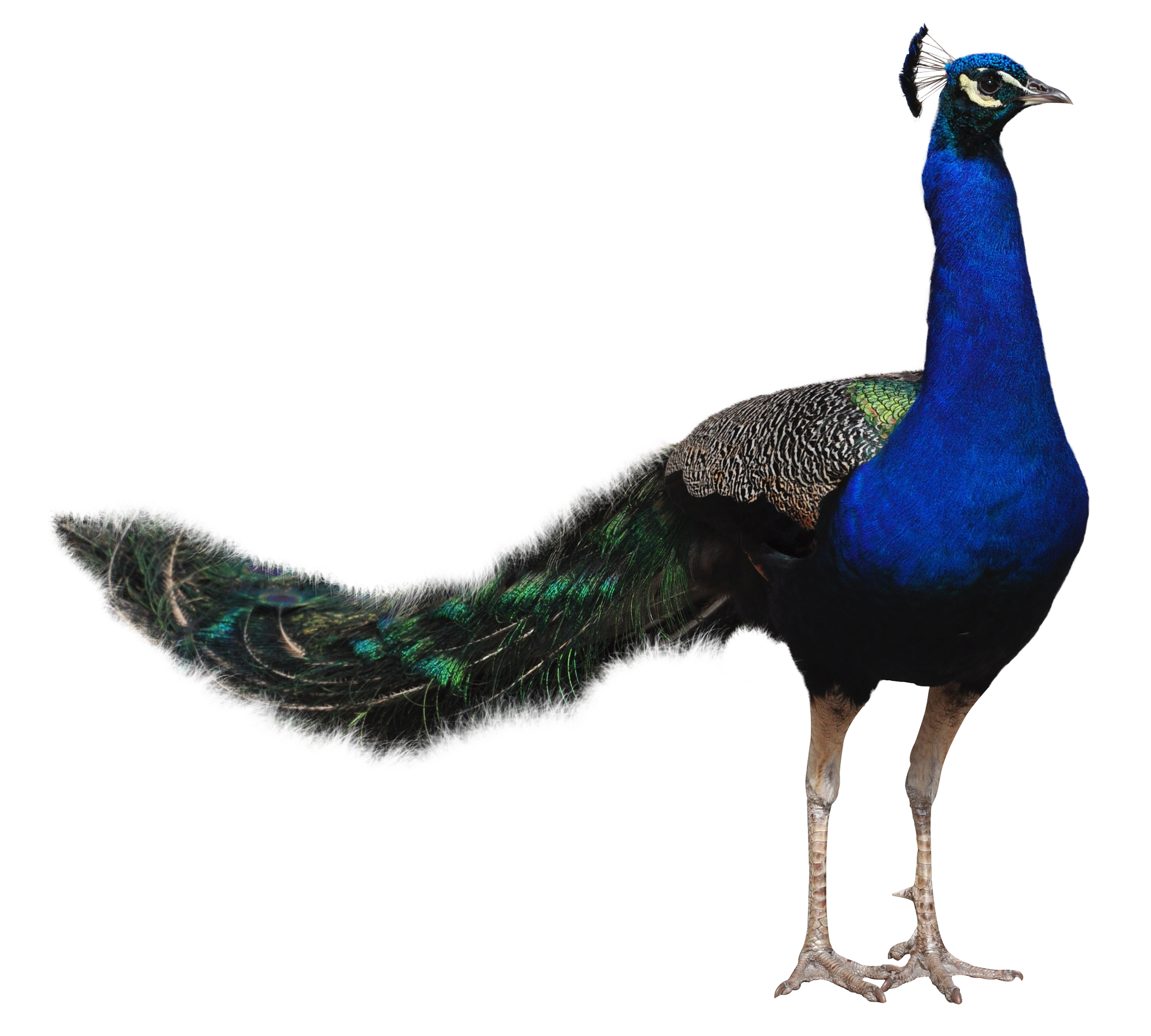 Peacock happy