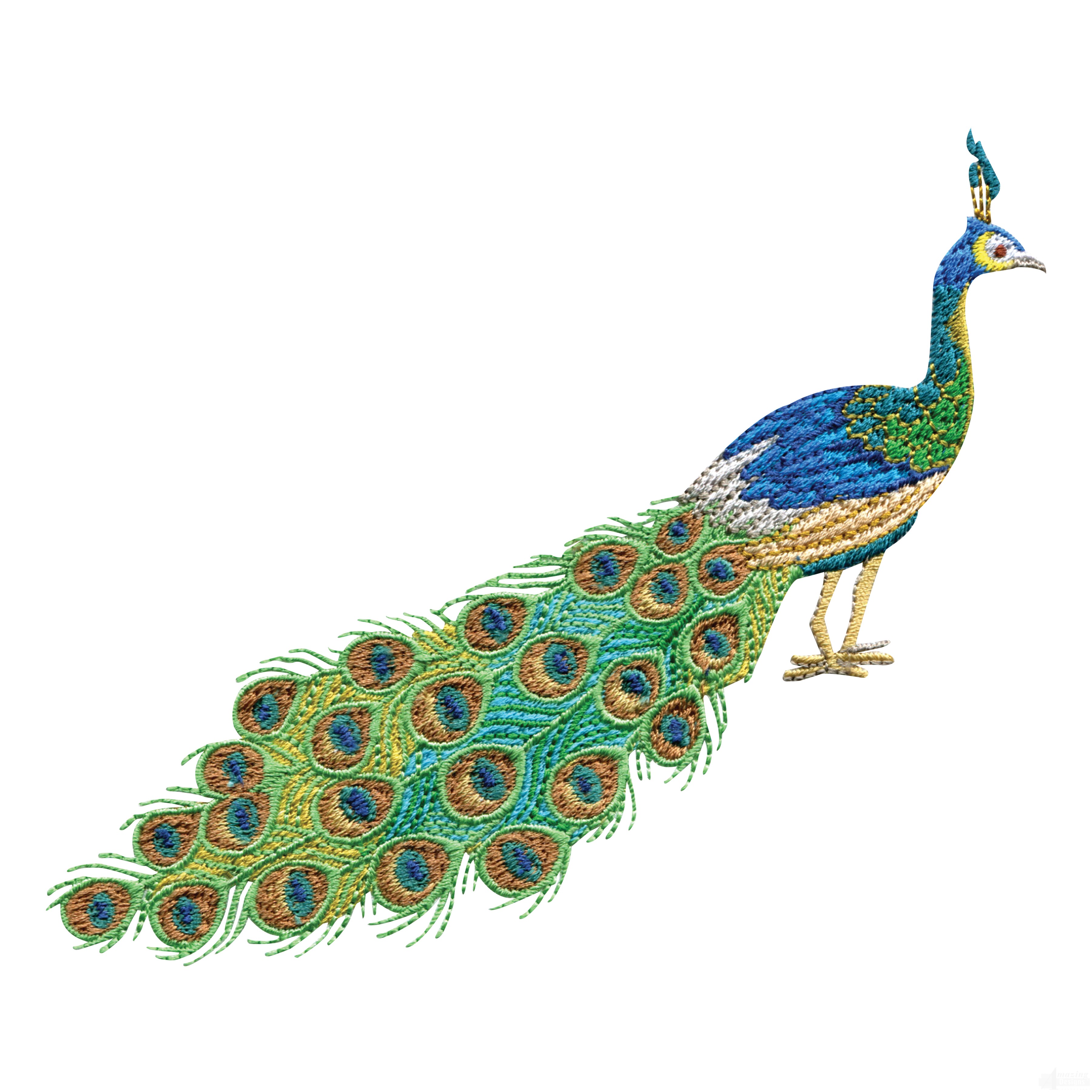 peacock clipart high quality