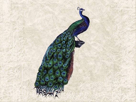 peacock clipart illustration
