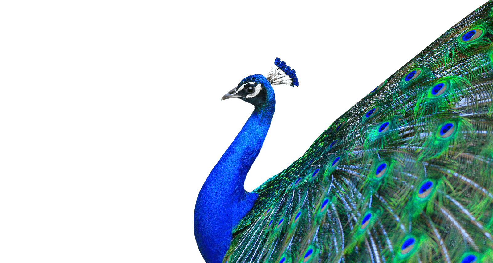 peacock clipart male peacock