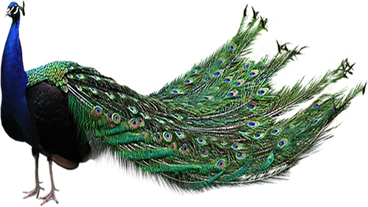peacock clipart mayur pankh