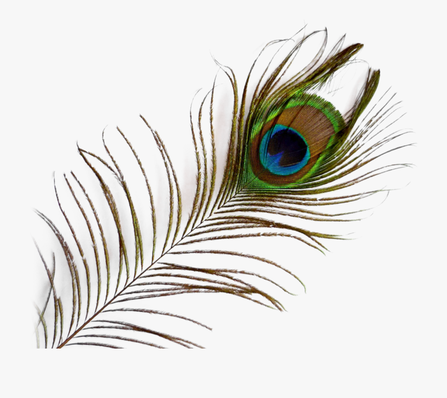 peacock clipart mayur pankh