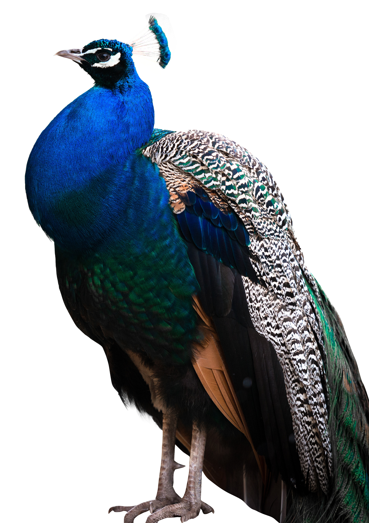 Peacock clipart mor. Feather png image pngpix