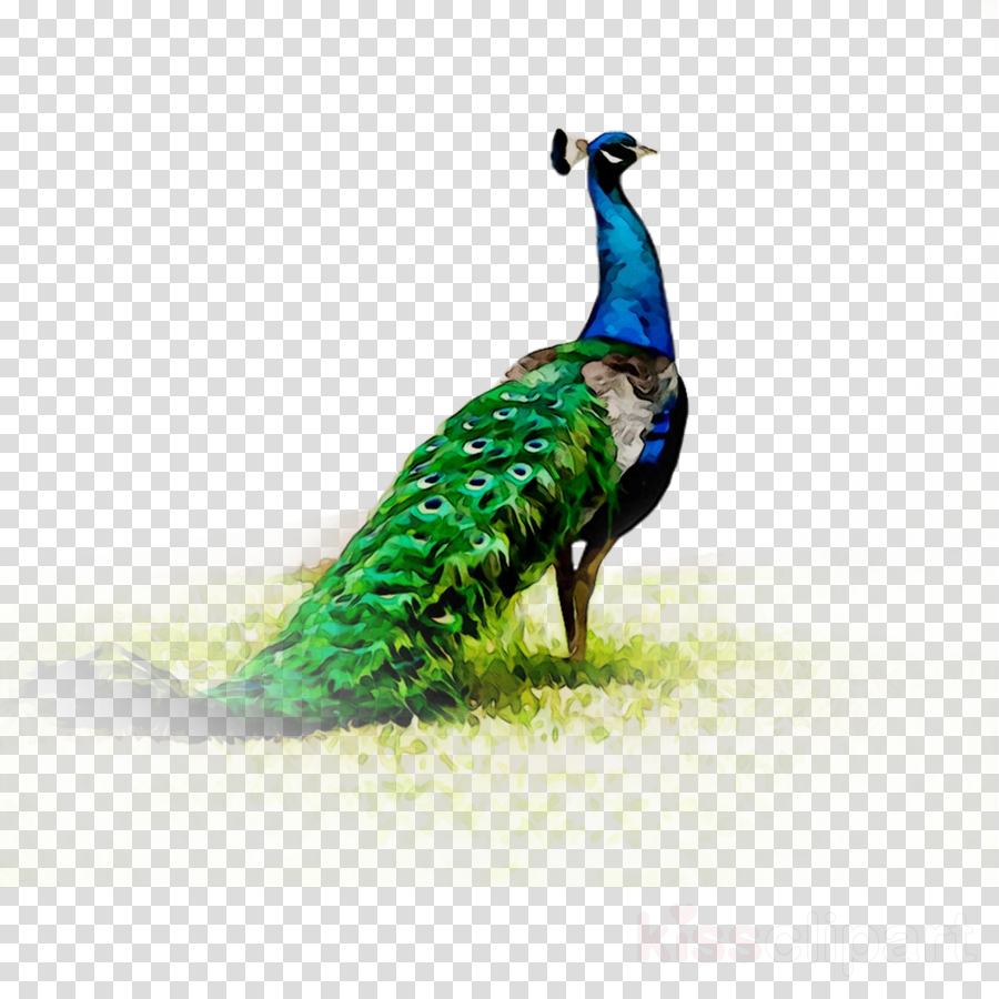 Feather background bird . Peacock clipart mor