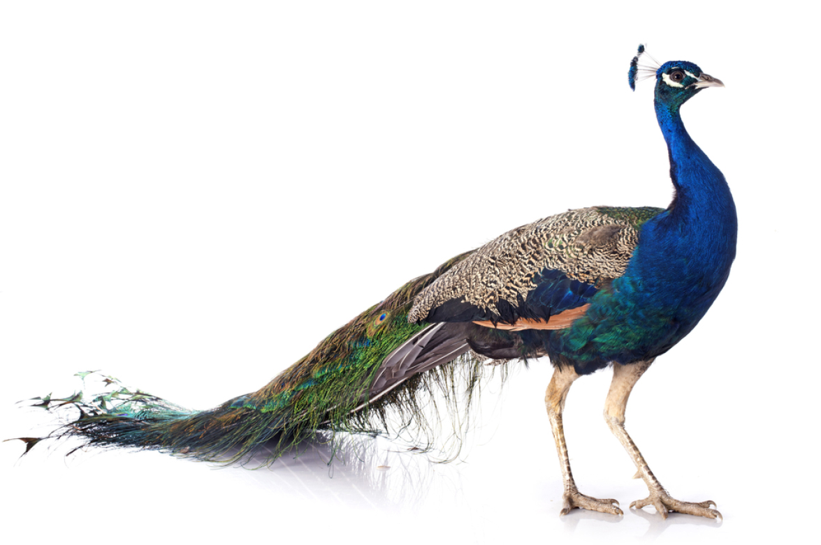 peacock clipart national indian bird