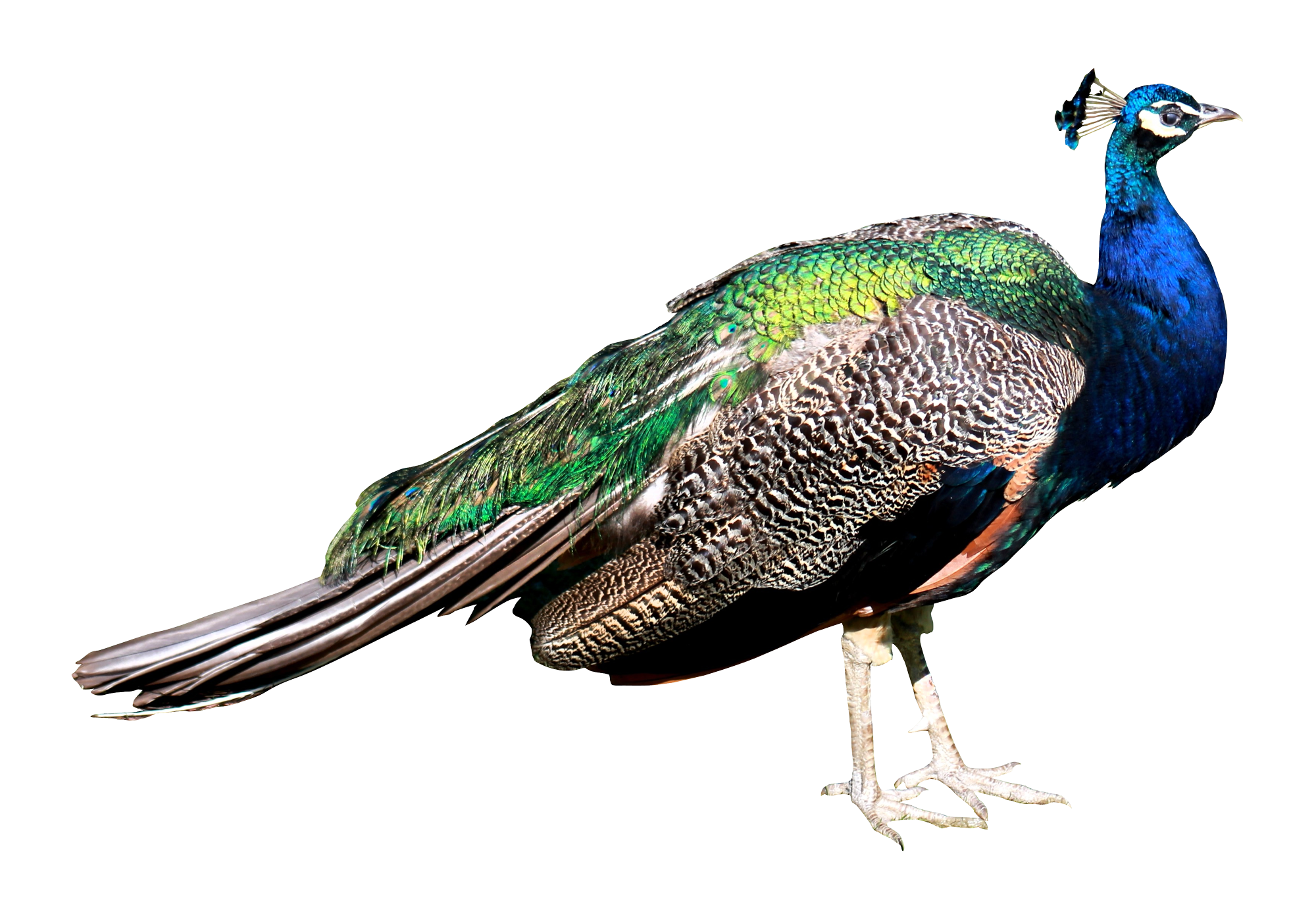 Peacock national indian bird