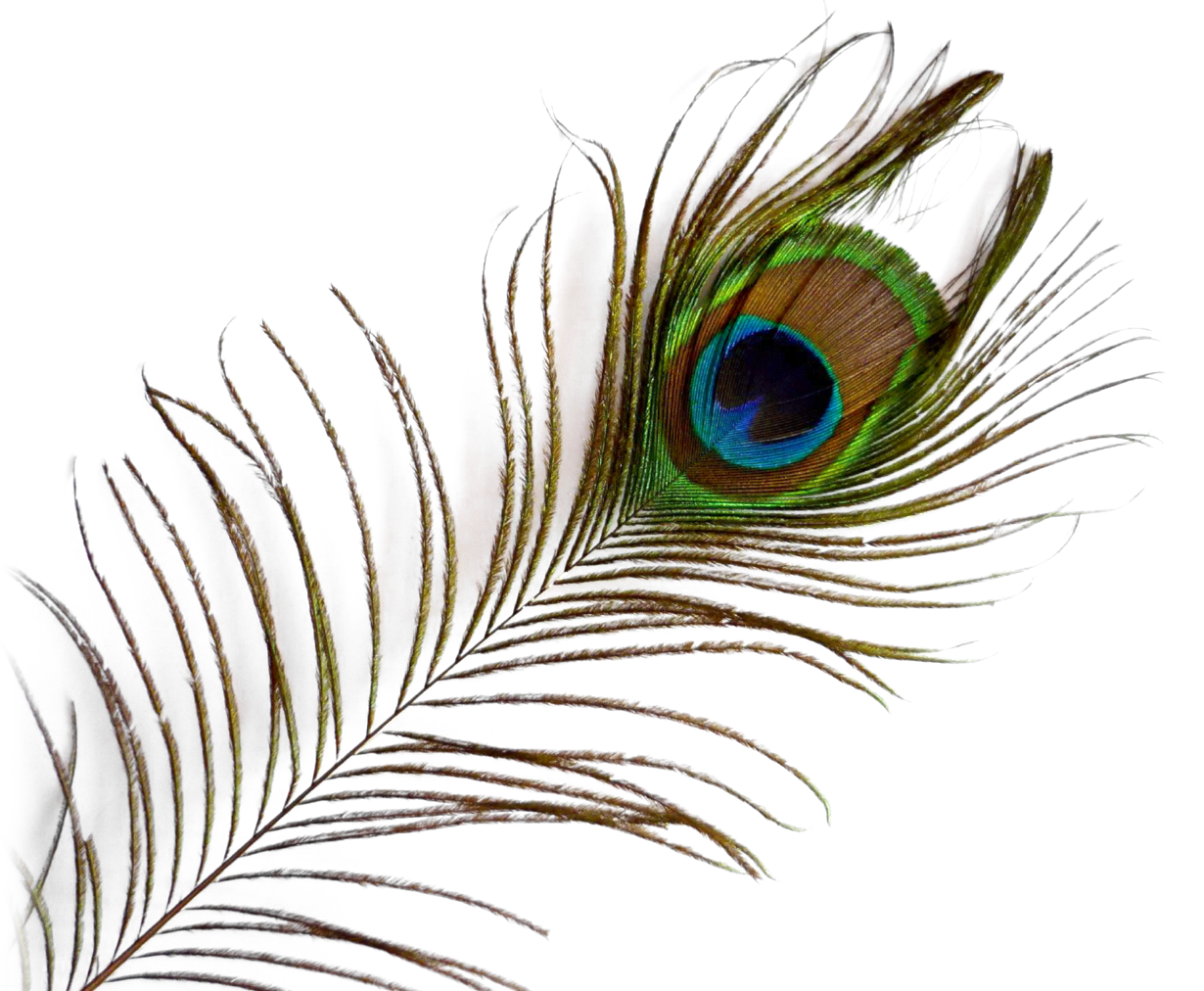 Png image pav o. Peacock clipart open feather drawing