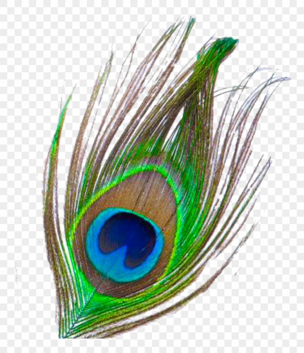Peacock clipart pankh. Miiadhznmor feather png file