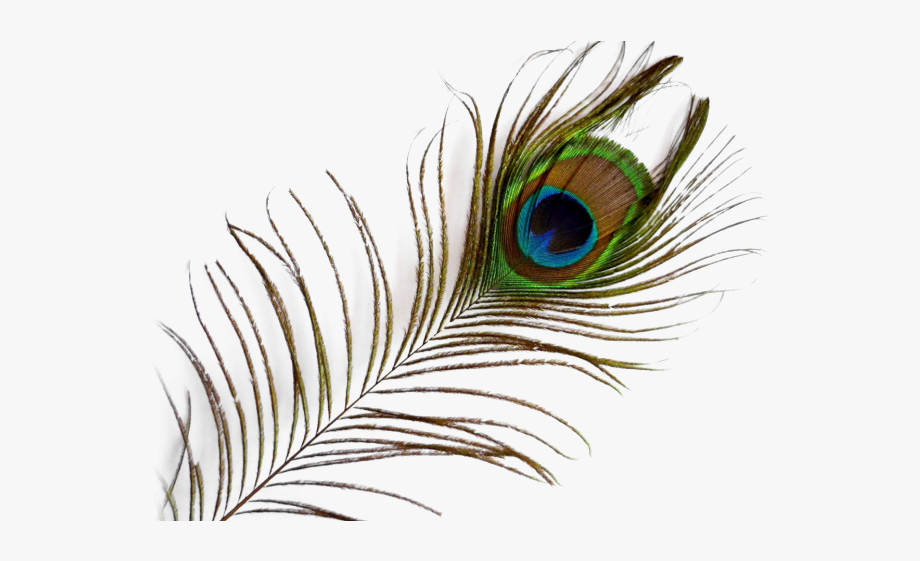 Peafowl single feather mor. Peacock clipart pankh