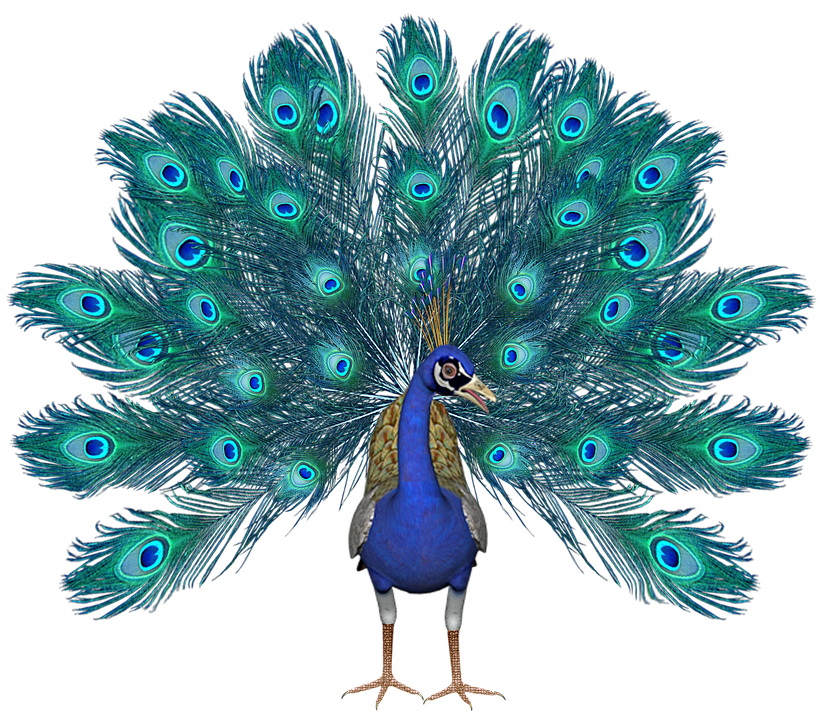 peacock clipart pavo real