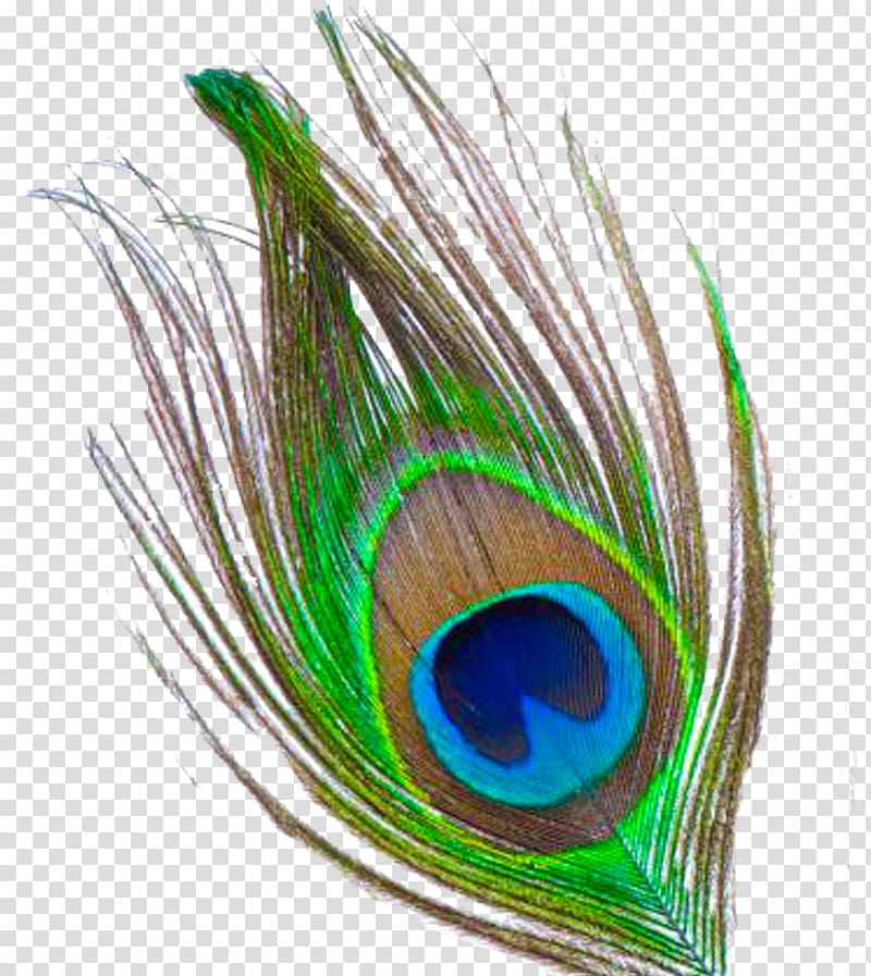 Peacock clipart peacock colour. Green and blue feather