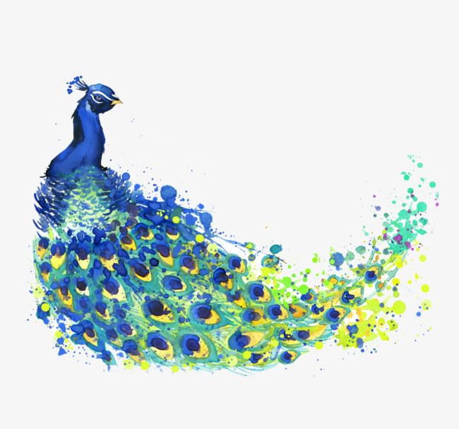 peacock clipart peacock nbc