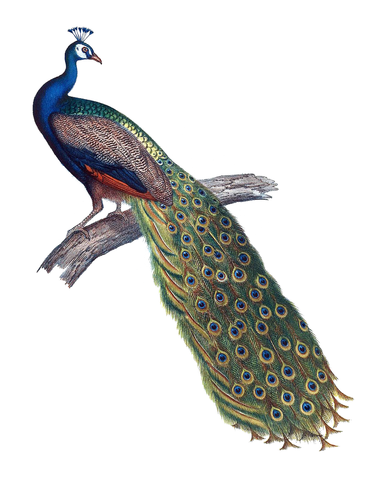 peacock clipart peahen