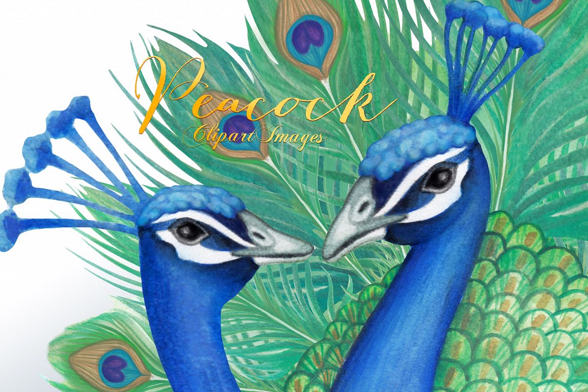 Peacock clipart picock. Images by whimseez 