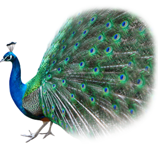 peacock clipart png format