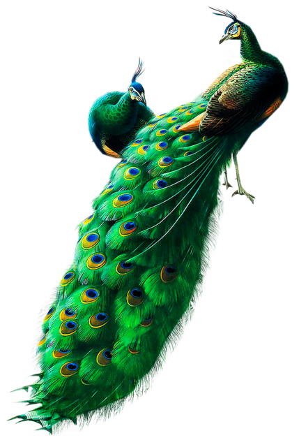 peacock clipart png format