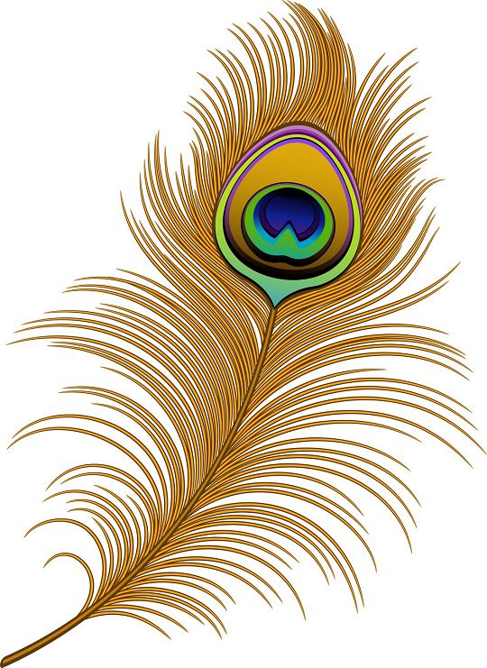peacock clipart quill