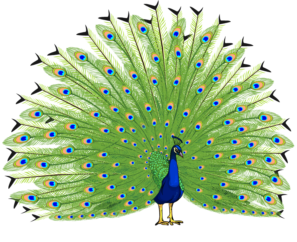 peacock clipart simplified