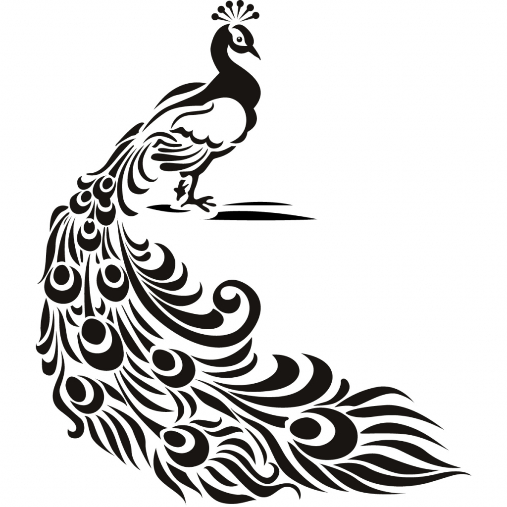 peacock clipart sketch