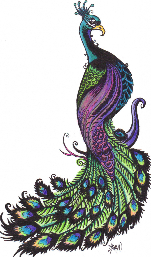 Peacock clipart summer. Drawing free download best