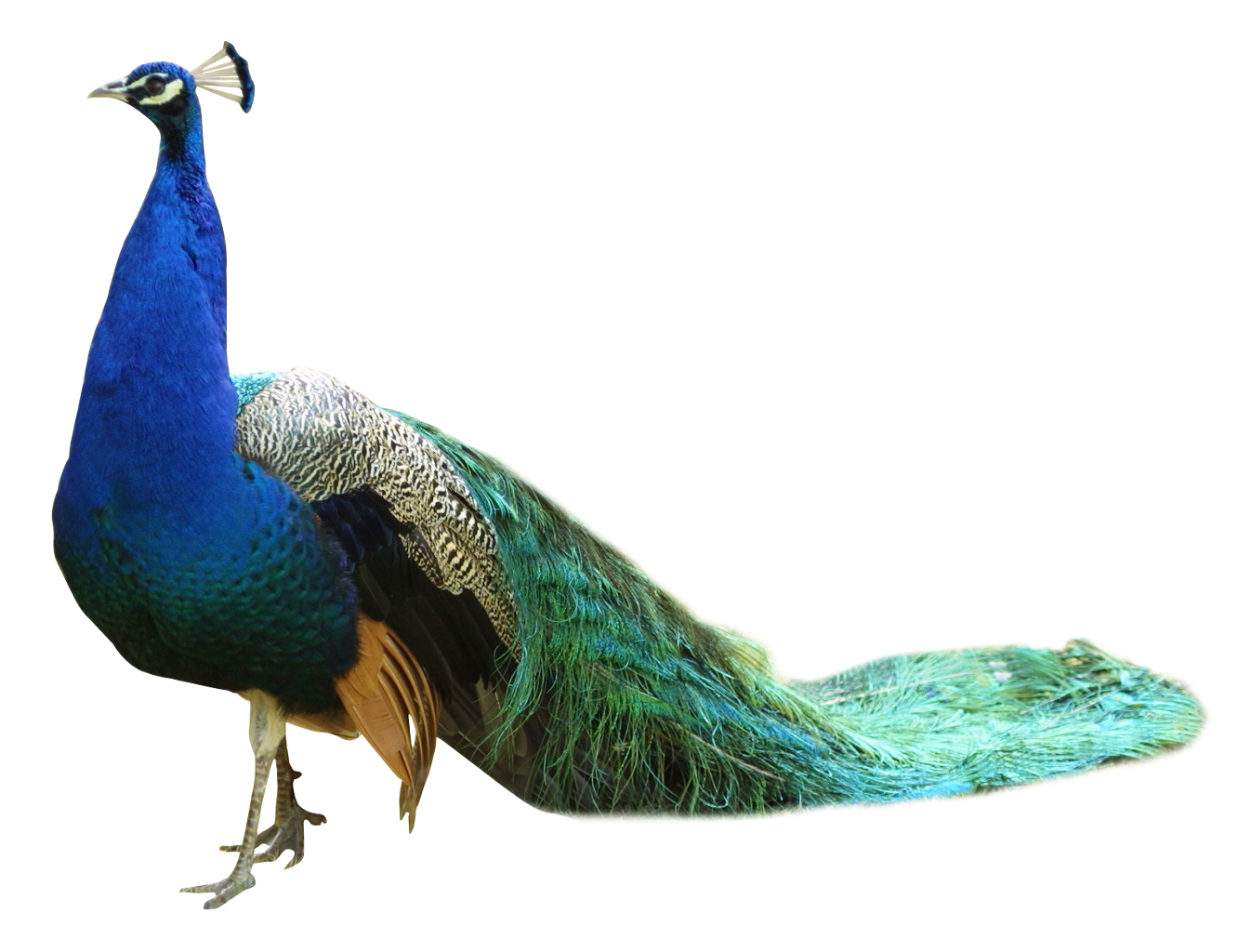 Peacock clipart summer. Sticker by adilson moraes