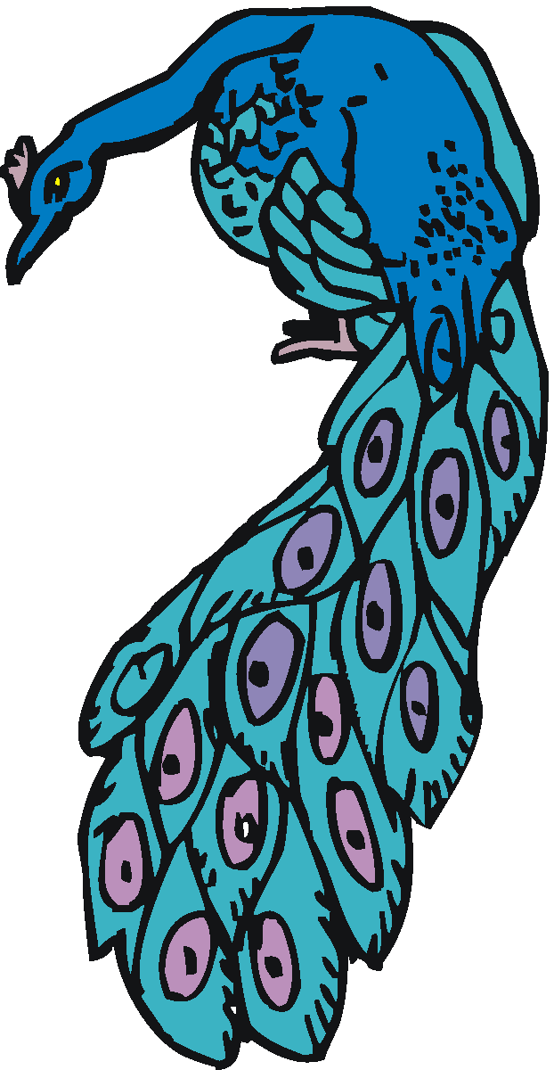 peacock clipart teal