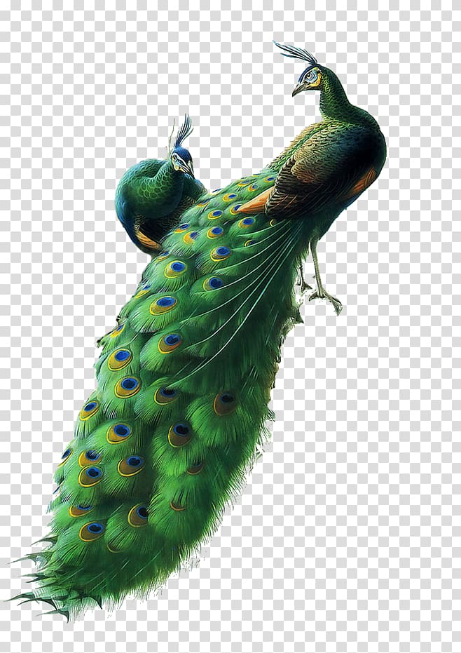 peacock clipart two