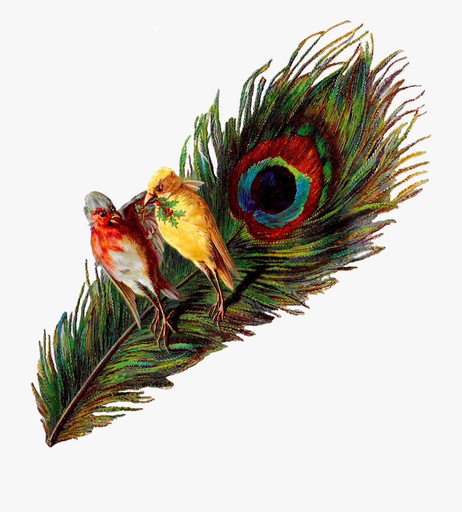 peacock clipart victorian