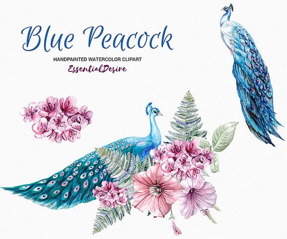 peacock clipart watercolor