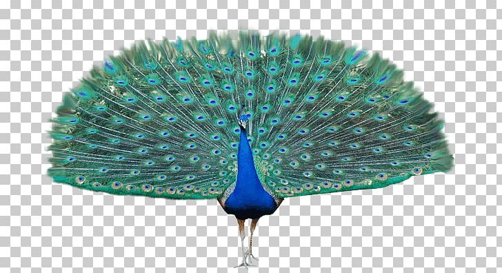 Peacock clipart wing, Peacock wing Transparent FREE for download on ...