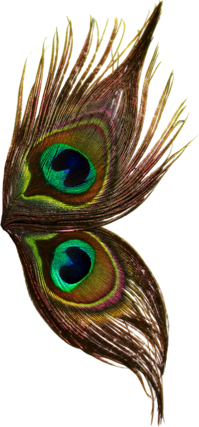 peacock clipart wing