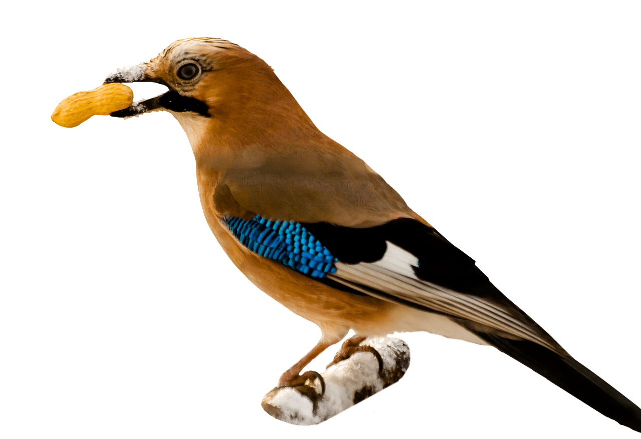 peanut clipart bird