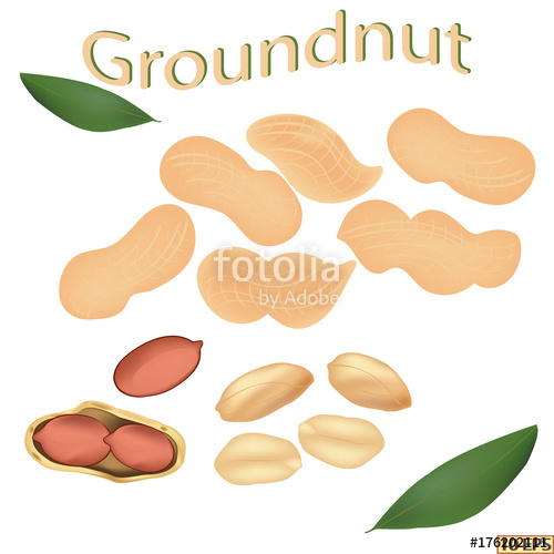 Peanut clipart ground nut. X free clip art