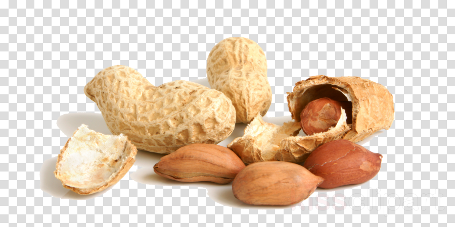 Peanut food nuts seeds. Peanuts clipart nut seed