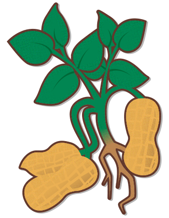 peanut clipart peanut plant
