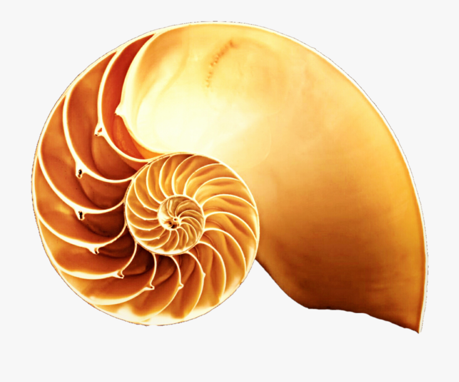 peanut clipart shell group