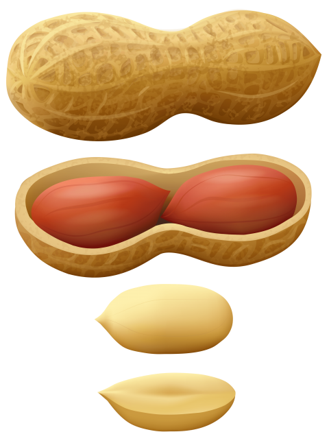 peanut clipart texture