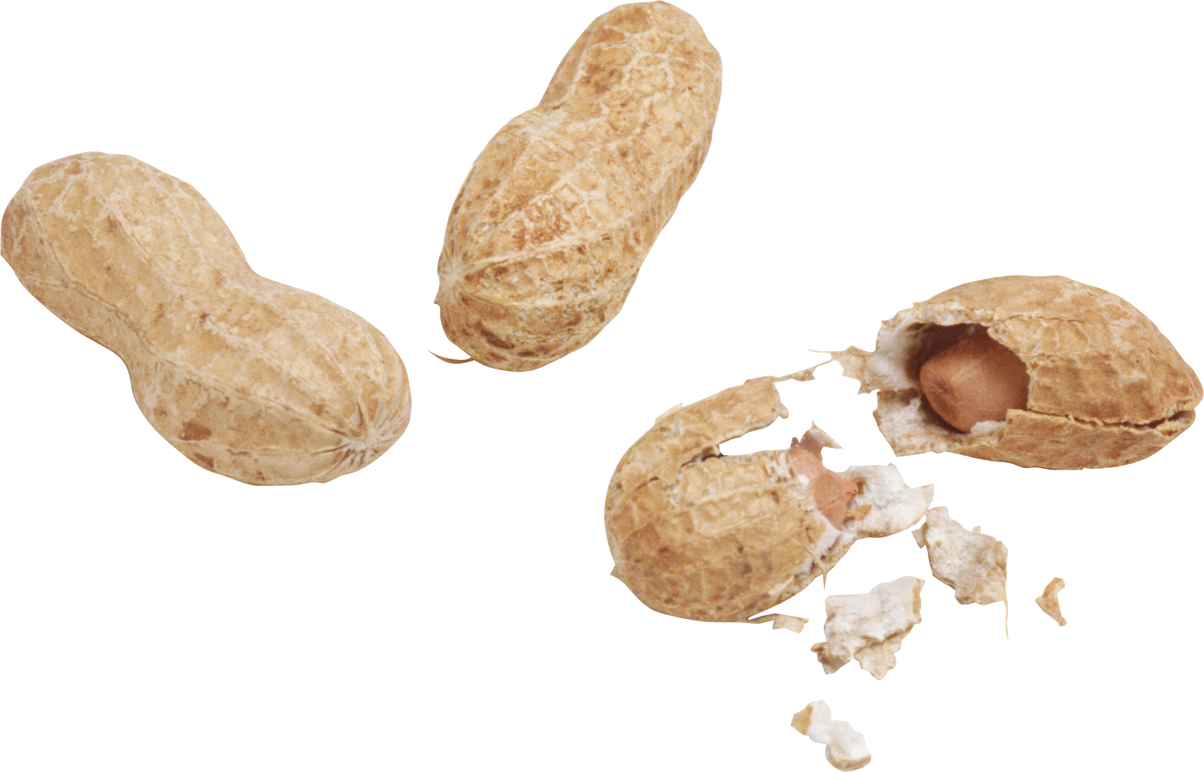 peanuts clipart groundnut