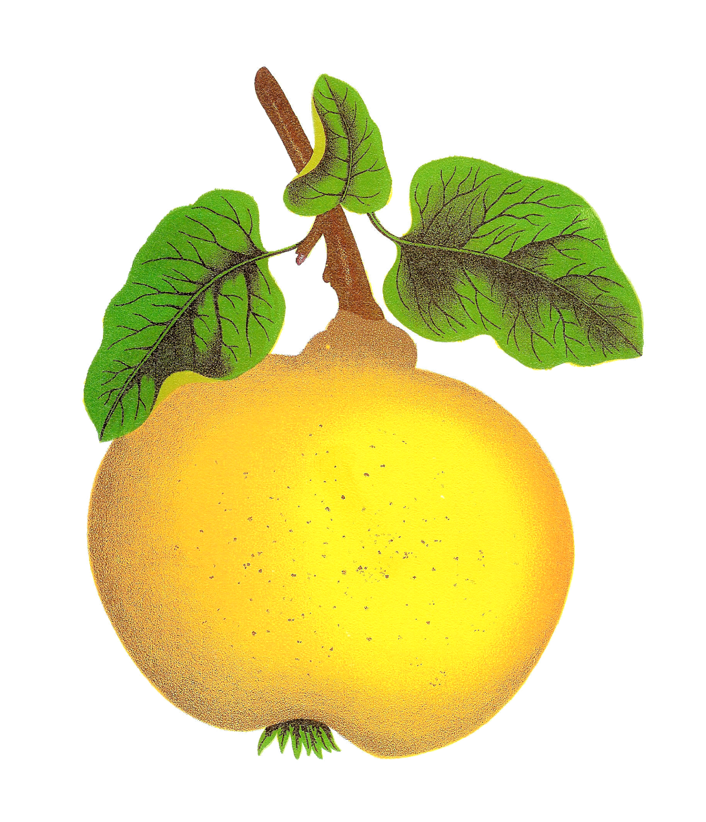 pear clipart beautiful